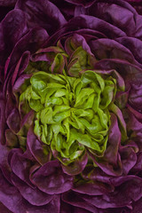 Obraz premium Lettuce