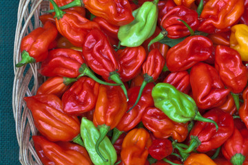Habanero pepper