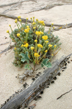 Heliochrysum Italicum