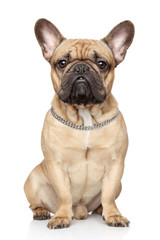 French bulldog