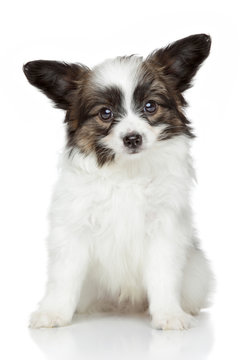 Papillon (continental Toy Spaniel) Puppy