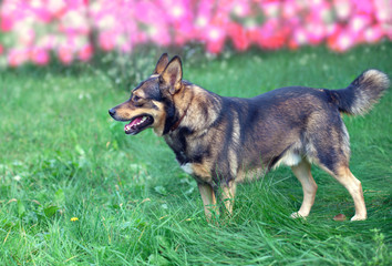 Dog walking in a garden