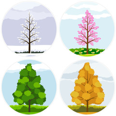 The four seasons of a tree