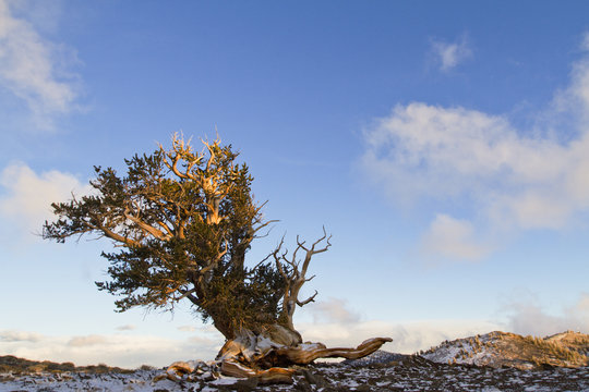 Bristlecone Pine Forest