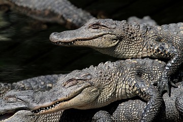 American Alligators Basking in The Sun