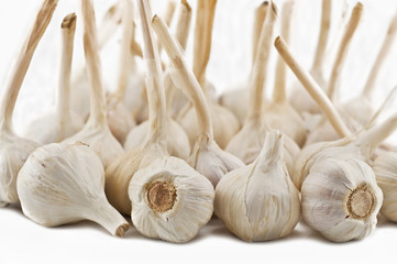 large group of garlic