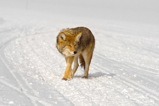 coyote looks for trouble