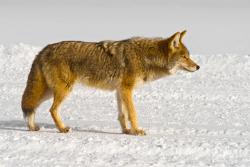 Naklejka premium Coyote stares in profile with winter coat