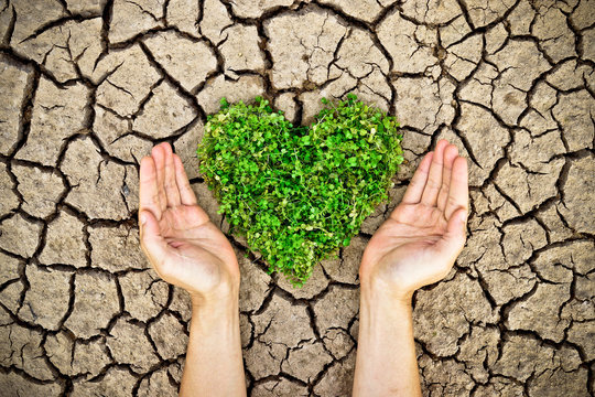 hands holding heart shaped tree on cracked earth / growing tree