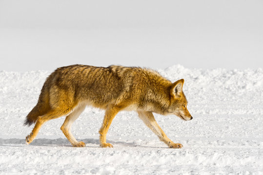 Fototapeta Coyote trots along a winter trail
