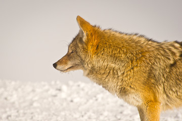 Naklejka premium Coyote head shot profile