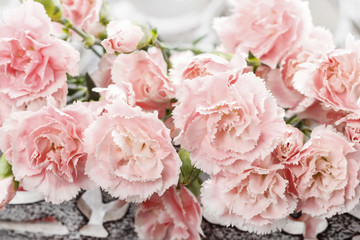 Pink carnation flowers