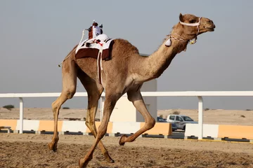Poster Traditionele kamelenrace in Doha, Qatar, Midden-Oosten © philipus