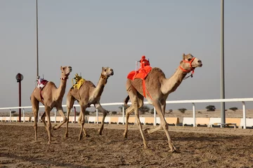 Papier Peint photo Lavable moyen-Orient Traditional camel race in Doha, Qatar, Middle East