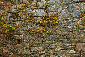 Gray stone rock wall and ivy leaves green plants
