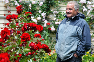 Mature man looks at red roses flower