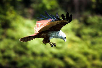 Brahminy kite flying over the water at high speed