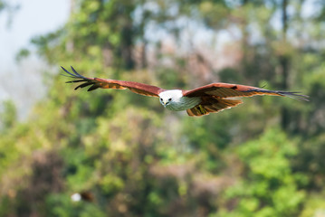 Brahminy kite flying over the water at high speed