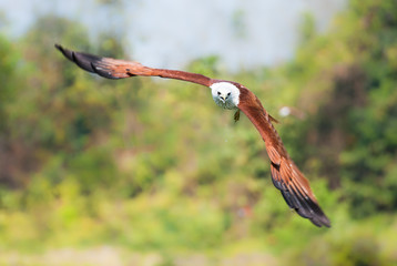 Brahminy kite flying over the water at high speed