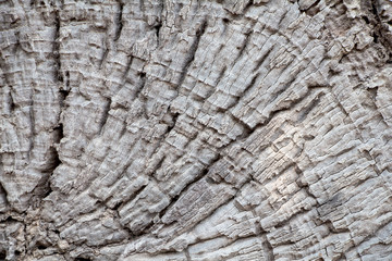 Old wood texture