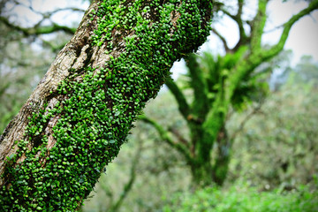 Ivy on tree bark in forest