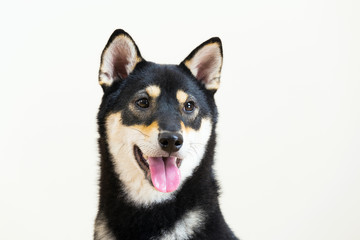 Black Shiba portrait