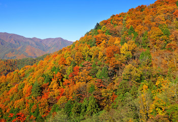 Colouful mountain during Autumn season