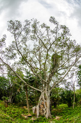 Obraz premium fig tree.