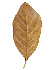 Dry leaf on white background with clipping path