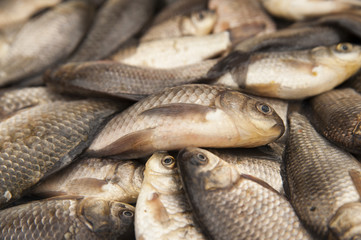 fresh live fish