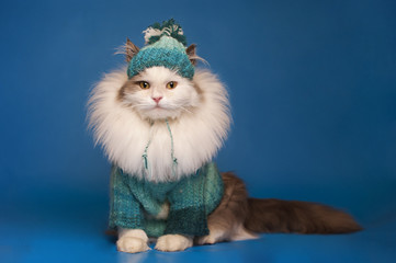 cat clothes on a blue background - 61339134