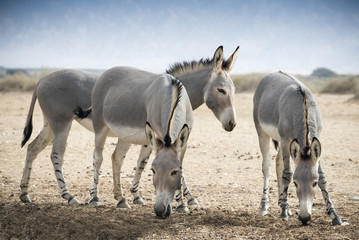 Somali wild ass (Equus africanus) in Israeli nature reserve