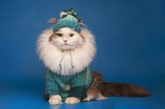 Cat wearing clothes fotografías e imágenes de alta resolución - Alamy