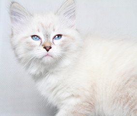 neva masquerade kitten of siberian breed at two months