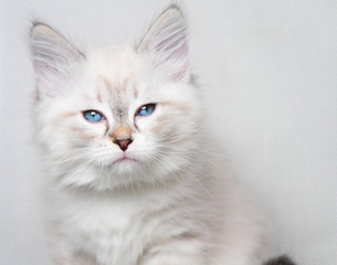 neva masquerade kitten of siberian breed at two months