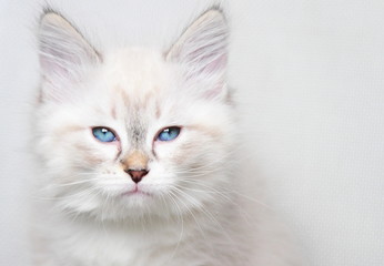 Fototapeta na wymiar neva masquerade kitten of siberian breed at two months