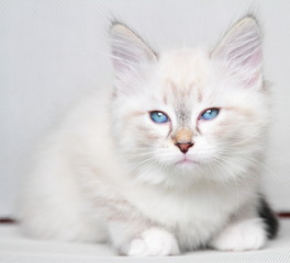 neva masquerade kitten of siberian breed at two months