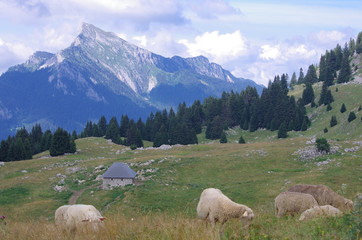 Fototapeta premium moutons à l'alpage - chartreuse