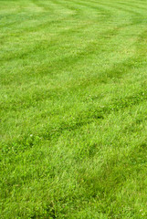 Fototapeta na wymiar zielona trawa tła z paskami