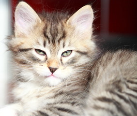 brown puppy of siberian cat at two months