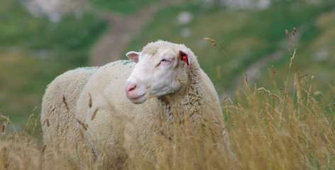 mouton à l'alpage - chartreuse