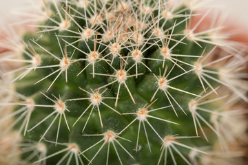 Quills and prickly cactus spines