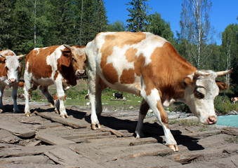 Cows crossing the river on the bridge