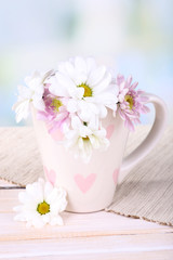 Beautiful chrysanthemum flowers in cup