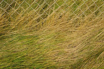 Hintergrund  windgepeitschtes Gras mit Zaun
