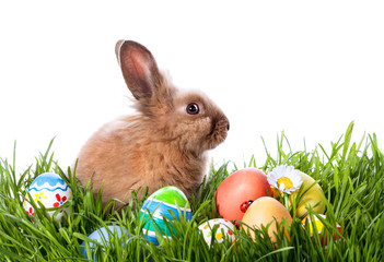  Easter bunny and Easter eggs