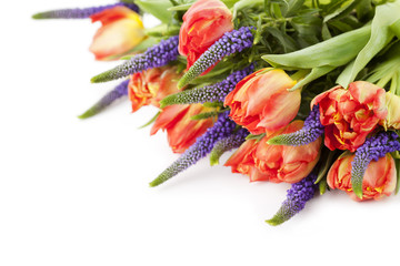 Bunch of beautiful bright tulips on white background