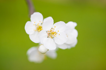 Fototapeta premium spring bloom