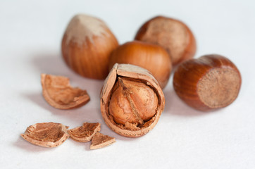 Noisette sur fond blanc