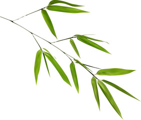 Fototapeta premium illustration with isolated green bamboo branch